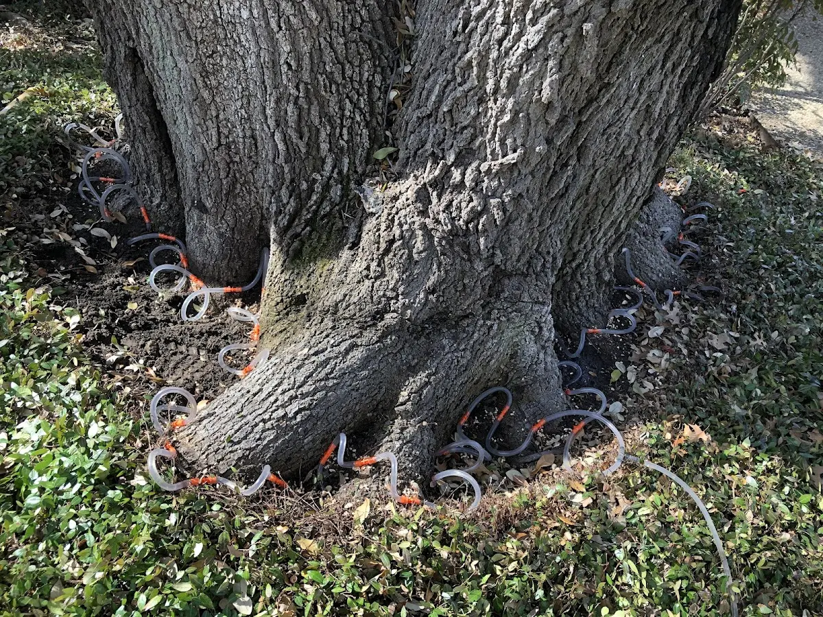 Detailed Tree Cabling and Bracing job site in Moss