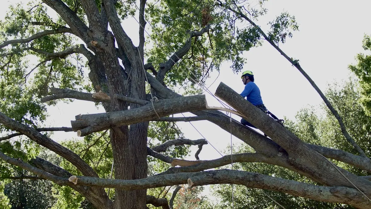 Professional Crown Thinning performed by certified arborists in Moss