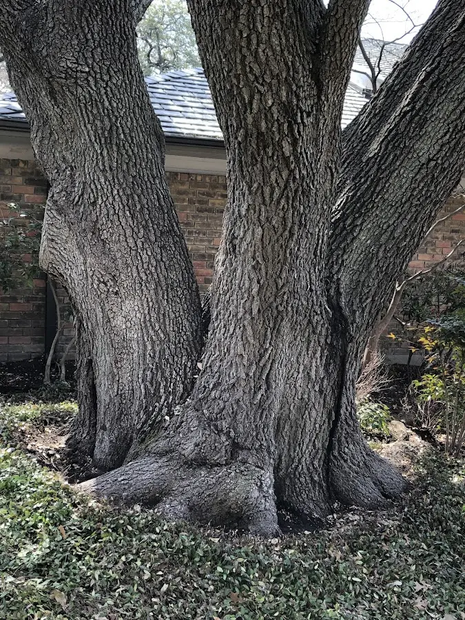 Mature heritage tree close to a Moss property cared for by certified arborists