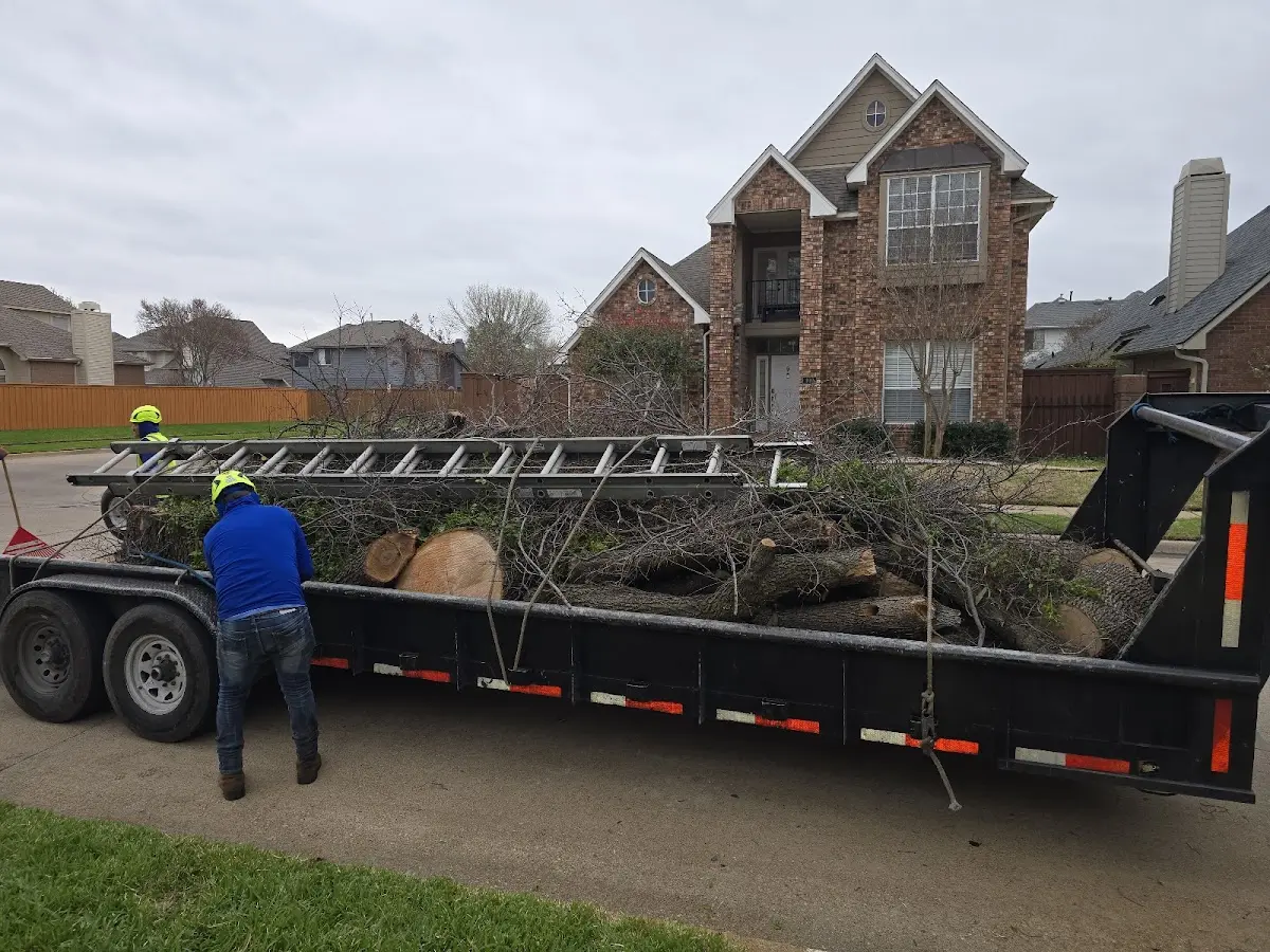 Expert Tree Removal with proper safety equipment in Moss